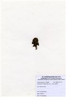 藏品(肋葉藻)的圖片